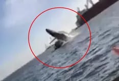 El impactante video en que una ballena cae sobre un yate al saltar sobre el agua