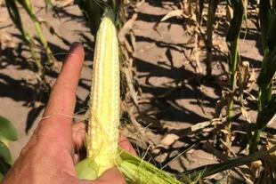 Una espiga de maíz que no llegó a desarrollarse en Monte Buey, Córdoba. Foto J. Ioele