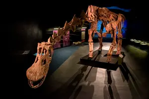 El Patagotitan, el dinosaurio “argentino” más grande del mundo, llegó a Londres