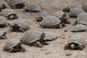 Robaron 123 tortugas gigantes de un criadero científico de Galápagos