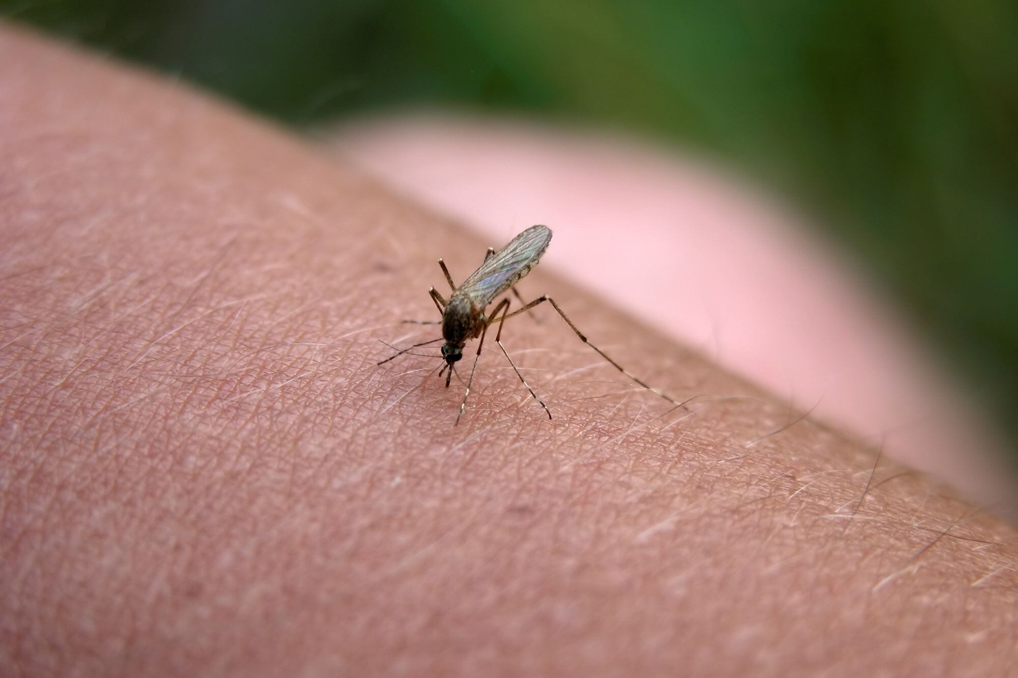 Cómo podés ahuyentar fácilmente los mosquitos de tu casa con un tip muy sencillo y barato