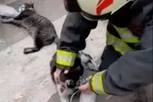 Bomberos les suministraron oxígeno a dos gatos y los salvaron de morir asfixiados