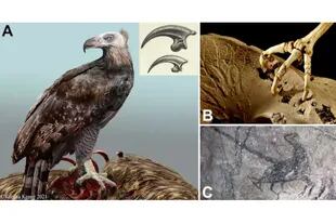 Reconstrucción del águila extinta de Haast con la cabeza desnuda de plumas como en los buitres; se muestra una comparación de su garra (arriba) con la del águila audaz australiana (abajo)