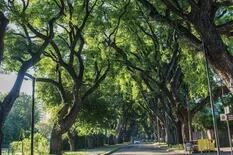 Cómo podar árboles añosos para prevenir riesgos