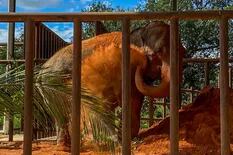 Después de cuatro días de viaje la elefanta Mara llegó al santuario de Brasil