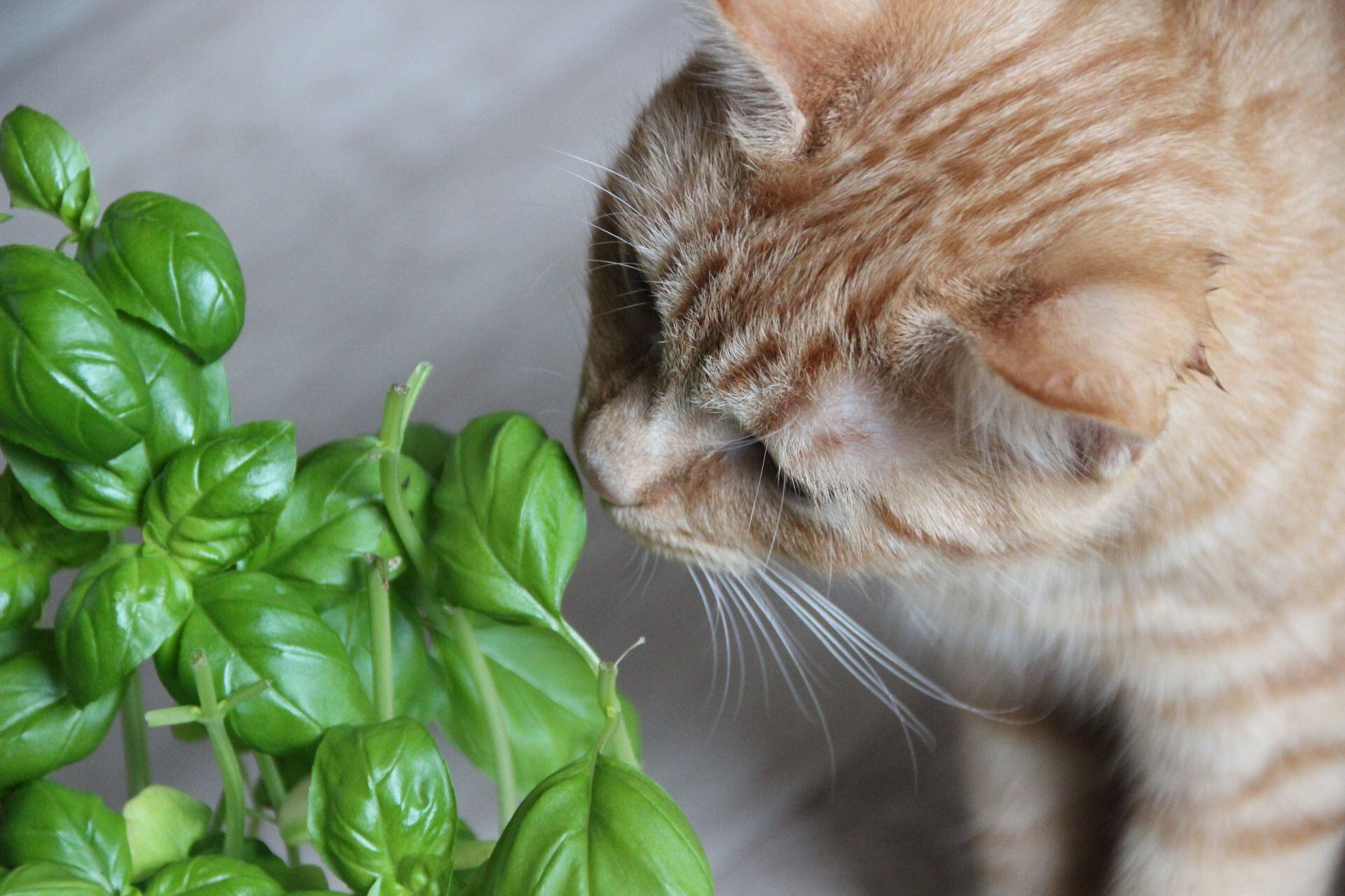 Es habitual que los gatos se sientan atraídos por alguna planta nueva