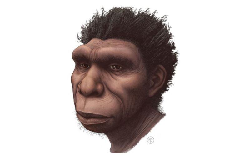 Ilustración del Homo bodoensis