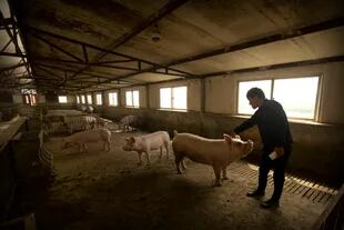 En China la enfermedad está ocasionando una fuerte reducción del stock de cerdos