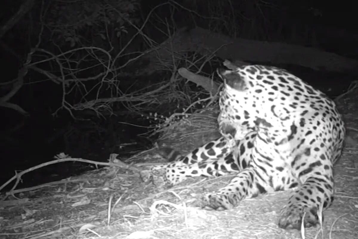 Impactante: el momento en que un jaguar se enfrenta a un cocodrilo y lo  echa de su territorio - LA NACION