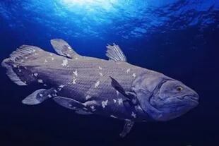 Un celacanto africano, una especie de pez óseo que habita los mares hace millones de años; se creía extinguido, pero "reapareció" en 1938