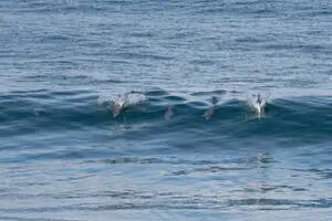 Espectáculo en Las Grutas: delfines y lobos marinos se acercaron a la costa