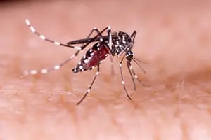Qué se puede hacer para no contagiarse de dengue