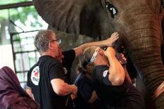 Usan un torno gigante para curar dentaduras de elefantes