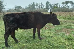 “Caranchos”: se le murió una vaca que por el cepo no se pudo exportar y esto dice de un último animal