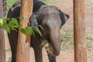En el zoológico de Oklahoma, EE.UU., sorprendieron con las imágenes del ultrasonido de Asha, una elefanta embarazada de ocho meses