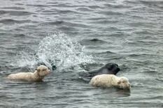 Dos ovejas nadando junto a un elefante marino: la insólita imagen que captó un guía de turismo