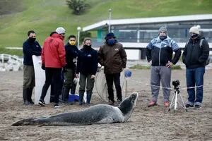 Cómo es la foca leopardo, el mamífero que estuvo varado en Mar del Plata