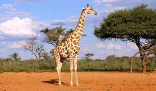El estudio demostró que las jirafas pasan hasta un 30% de su vida en estado post-reproductivo