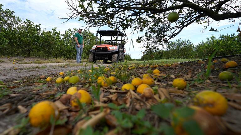El agricultor de quinta generación Roy Petteway observa los daños a su cultivo de cítricos ocasionados por el huracán Ian el 12 de octubre de 2022, en Zolfo Springs, Florida (AP Foto/Chris'Meara)