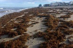 El sargazo es arrastrado hasta la arena debido a las olas y corrientes del mar