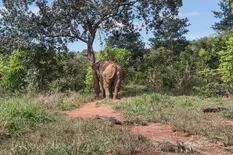 La fotógrafa argentina que retrató a la elefanta Mara