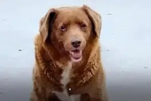 Murió Bobi, el perro más viejo del mundo: su historia de lucha y sus últimos años
