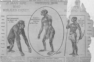 En 1898, el New York Journal anunciaba el hallazgo de los restos de "el hombre de Java" y aseguraba que se trataba de el eslabón perdido