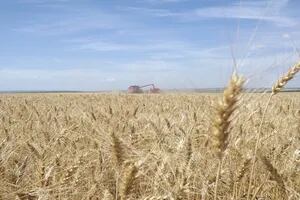 El próximo gobierno podría tener un “puente financiero” de unos US$2000 millones con el trigo
