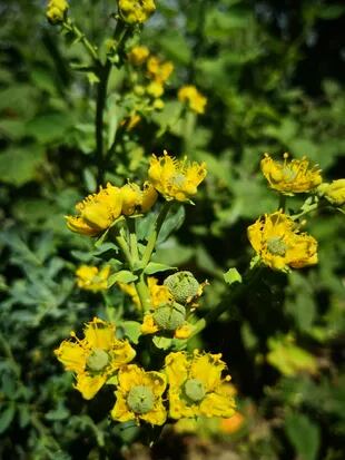 A principios del verano, la ruda hembra produce flores de color amarillo brillante a verde que se agrupan en ramilletes. Se cultiva fácilmente en suelos bien drenados a pleno sol