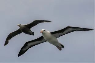 Un albatros de ceja negra y un petrel gigante