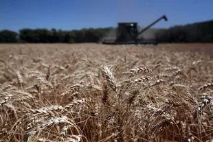 Alertan que no se puede vender un millón de toneladas de trigo