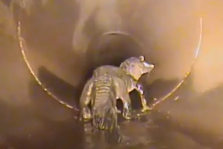 Mettono una telecamera robotica nei tubi di una città della Florida e scoprono qualcosa di spaventoso