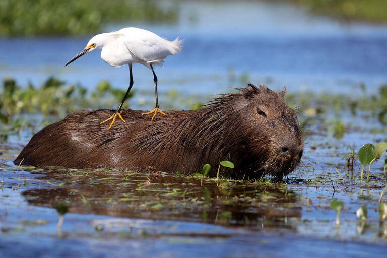 Un carpincho en los Esteros del Iberá, donde proliferaron por no tener predadores