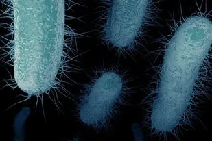 Fuerte advertencia de los infectólogos por otra consecuencia de la pandemia