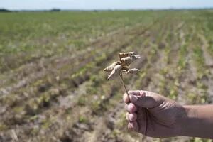 La sequía ya hizo perder un 25% de la cosecha de soja prevista y US$7380 millones