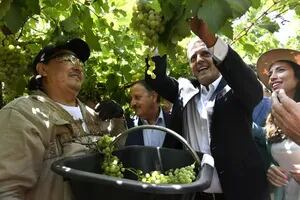 “En contra de la producción local”: polémica por una importación de vino y enojo con Massa