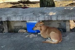La conmovedora y triste historia del perro que permaneció con su dueño muerto en el banco de una plaza