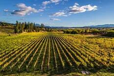 Los viñedos del  valle de Trevelin