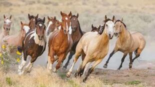Los caballos capturados son llevados a corrales y pasturas antes de ser ofrecidos en adopción al público