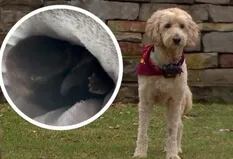 El heroico acto de un perro con tres patas: se arrojó al río para salvar a una nutria bebé