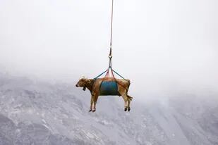Las imágenes de las vacas que cuelgan de un helicóptero fueron captadas en los Alpes suizos, y recorrieron el mundo