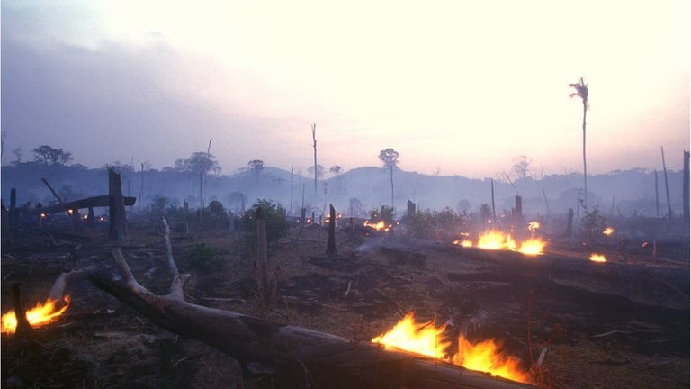 El Amazonas ha sido catalogado como los pulmones de la Tierra y está siendo destruido Foto: BBC