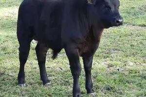 Inseminó una vaca con semen de un toro de hace medio siglo y sorprendió con el resultado