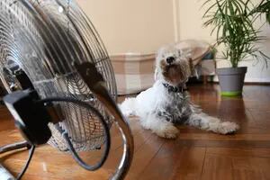 Cómo saber si un perro tiene calor y qué hacer para refrescarlo frente a las altas temperaturas