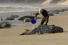 Mueren más de 200 ballenas tras quedar varadas en una playa australiana