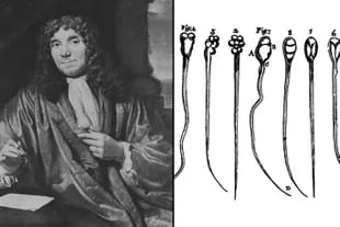 El científico Antonie van Leeuwenhoek vio por primera vez los espermatozoides en un microscopio en 1678