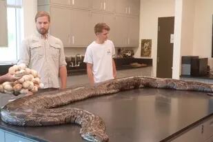 Encontraron en Florida una pitón gigante y peligrosa: pesa 95 kilos y mide 5,5 metros