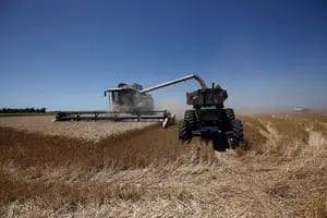 Prevén precios sostenidos para el trigo luego del cierre de la cosecha