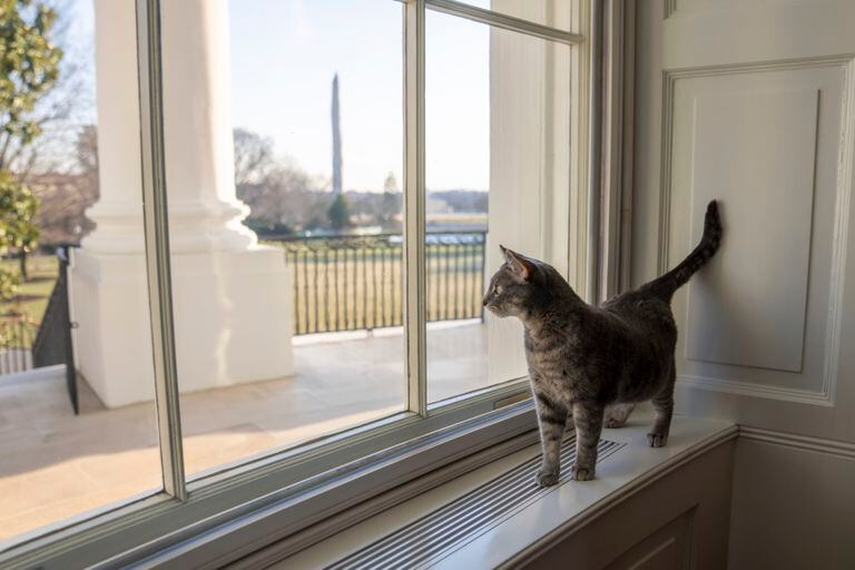 La familia Biden tiene nueva mascota en la Casa Blanca: "Causó una gran impresión"