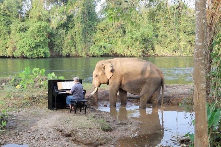 En Tailandia, un concertista de piano interpreta una variedad de composiciones clásicas para elefantes rescatados que habitan en un santuario de animales
